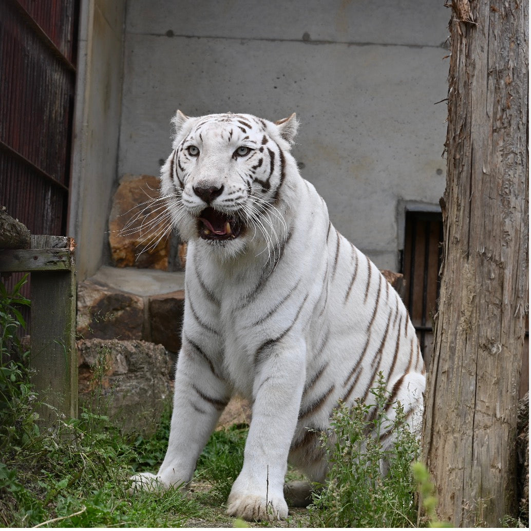 【4月はじまり・卓上リングタイプ】池田動物園応援カレンダー